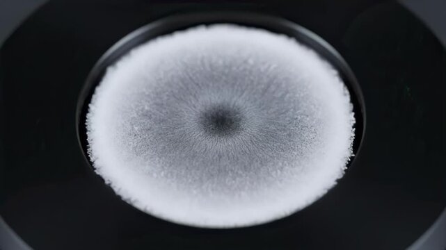 Fungal Colony Growing Petri Dish Time Lapse, Microbiology Research