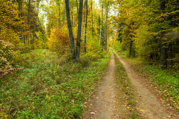 Fototapeta premium Path in Bialowieza Forest in Poland, autumn
