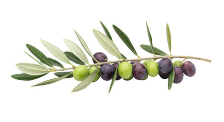 A vibrant olive tree branch laden with green and purple-black ripe olives, bicolor leaves, and detailed brown bark, against a pristine transparent background with copy space, Concept of natural