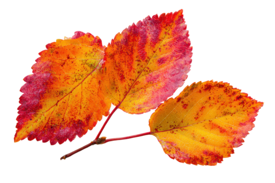 Three autumn leaves with red yellow and orange colors on black background leaf fall, Isolated On Transparent Background, Png Cut Out