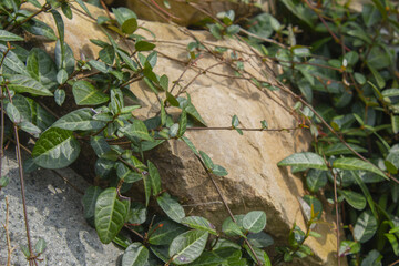 Close-up of Asian Jasmine leaves.
