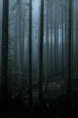 Naklejka premium Mysterious Foggy Forest at Dusk 