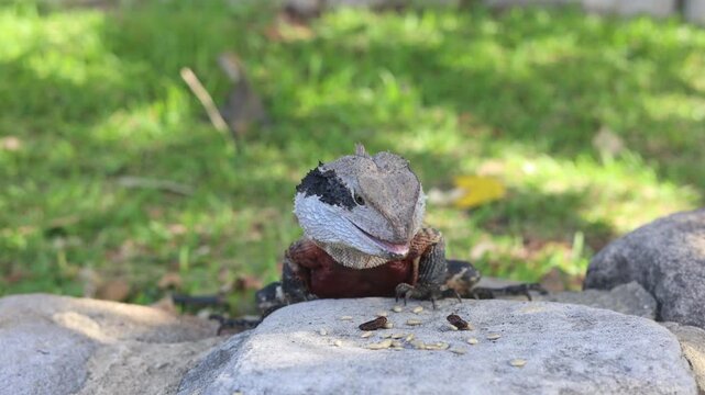 オーストラリアに棲息するヒガシアゴヒゲトカゲ