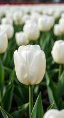 Elegant White Tulip Blossom in a Serene Garden Setting.
