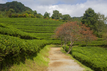 This is a green tea field in Boseong, Korea.