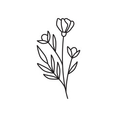 Minimalist Line Art Botanical Illustration of Three Delicate Flower Buds and Leaves on a Transparent White Background