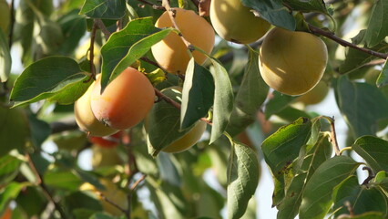 Persimmon Fruit Tree: Ripening orange-yellow fruits growing on branches with green leaves in daylight.