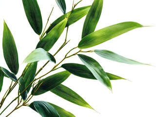 Close-up of vibrant green bamboo leaves and stems against a white background