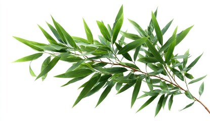 Fototapeta premium Lush green bamboo branch against white background