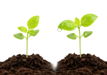 Isolated basil seedlings growing, fresh herbs in soil with water droplets on leaves