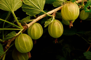 Close up of striped green gooseberries growing on branch
