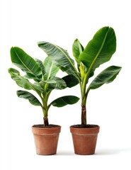 Obraz premium Two potted banana plants, vibrant green foliage, terracotta pots
