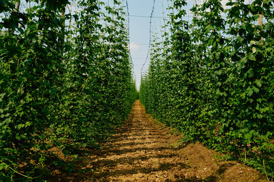 Dirt path among rows of vibrant green hops growing on bines on sunny, rural farm
