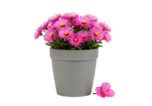 Isolated purple asters in gray pot with fallen flower petal blooming in spring time
