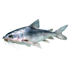 Obraz premium Pangasius catfish full body, silver-gray, transparent background