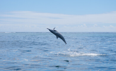 Aerial acrobatics of a wild spinner dolphin (Stenella longirostris) in the lagoon of Moorea, Society Islands, French Polynesia, South Pacificn Ocean