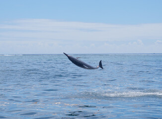 Naklejka premium Jumping, rotating and twisting spinner dolphin (Stenella longirostris) above the waters of the Moorea lagoon, Society Islands, French Polynesia, South Pacificn Ocean