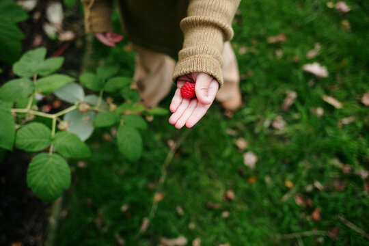 Child in sweater picking raspberries from green bush