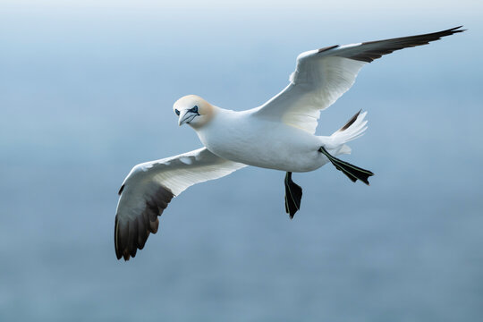 Northern Gannet - Morus bassanus, Noup Head, Westray, Orkney, Scotland
