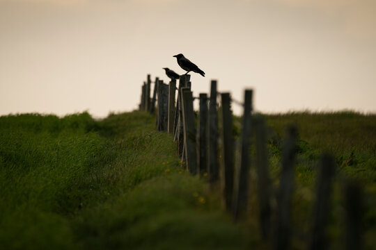 Pair of Hooded Crows on fence, Westray, Orkney Islands, Scotland