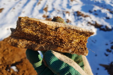 A gloved hand holds a weathered bone fragment with a clearly visible porous, cancellous structure