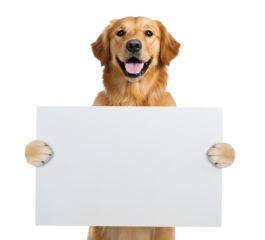 Golden retriever holding empty billboard sign between paws, smiling face, transparent background