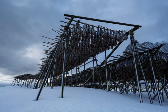 Cod stockfish hang on wooden racks, Reine, Lofoten Islands, Norway