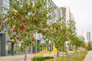 Obraz premium urban cherry tree with vibrant red berries enhances cityscape alongside modern buildings. green leaves and architectural lines blend nature with urban life creating a refreshing view