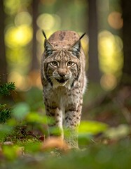 Portrait of a wild lynx, a majestic feline predator, in the snow and on a rock in nature