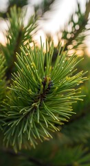 Close-up of Vibrant Green Pine Needles in Natural Light.