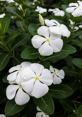 White Vinca Flowers in Bloom - A Close-Up View of Natures Beauty.