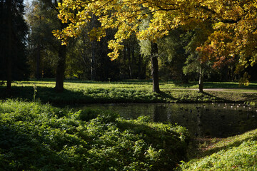 Autumn yellow trees in a park, garden by the river, pond, lake.