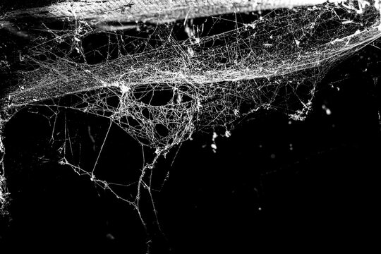 spider web on a dark background