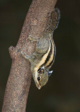 Close-up side view of a Himalayan Striped Squirrel (Tamiops mcclellandii) descending a branch in a national park, Kaeng Krachan, Phetchaburi Province, Thailand
