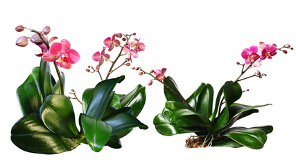 Isolates of orchidea flowers Phelionopsits plants.