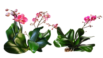 Isolates of orchidea flowers Phelionopsits plants.