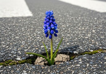 Resilient Grape Hyacinth Blooming Through Cracked Asphalt Road.