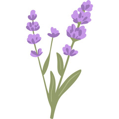 Boho Lavender Dreams