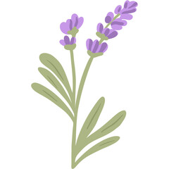 Boho Lavender Dreams