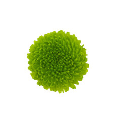 Small delicate bright flower ,isolate, top view