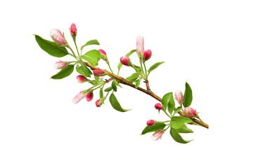 Apple tree branch with young leaves and pink flower buds isolated.