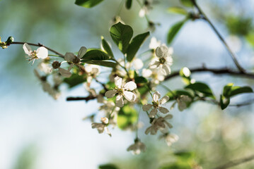 Cherry blossoms in bloom with shallow depth of field.
