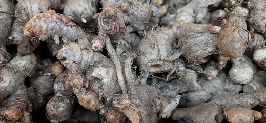 Close Up of Fresh Raw Red Ginger Roots Rhizomes Plant. Indonesian Jahe Merah Harvested for Cooking and Herbal Drink