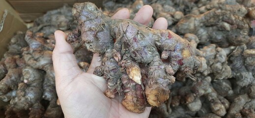 Close Up of Fresh Raw Red Ginger Roots Rhizomes Plant. Indonesian Jahe Merah Harvested for Cooking...