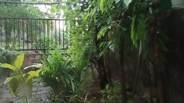 Hujan deras disertai angin di halaman rumah 