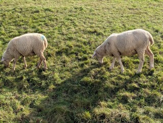 Obraz premium herd of sheep