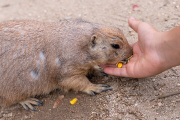 Close-up of a cute black-tailed prairie dog eating corn directly from a person’s hand, showing trust and interaction between wildlife and humans, natural daylight, selective focus, perfect for wildlif