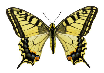 Fototapeta premium Isolated Yellow Swallowtail butterfly with open wings close up on a neutral background