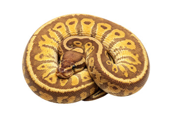 Isolated Ball Python curled up reptile pet brown and yellow in studio shot, no background