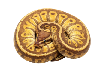 Isolated Ball Python curled up reptile pet brown and yellow in studio shot, no background